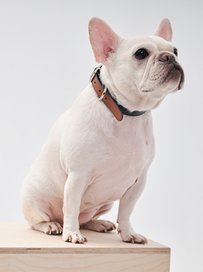 HART DOUBLE COLORS COLLAR - BLUE ORANGE