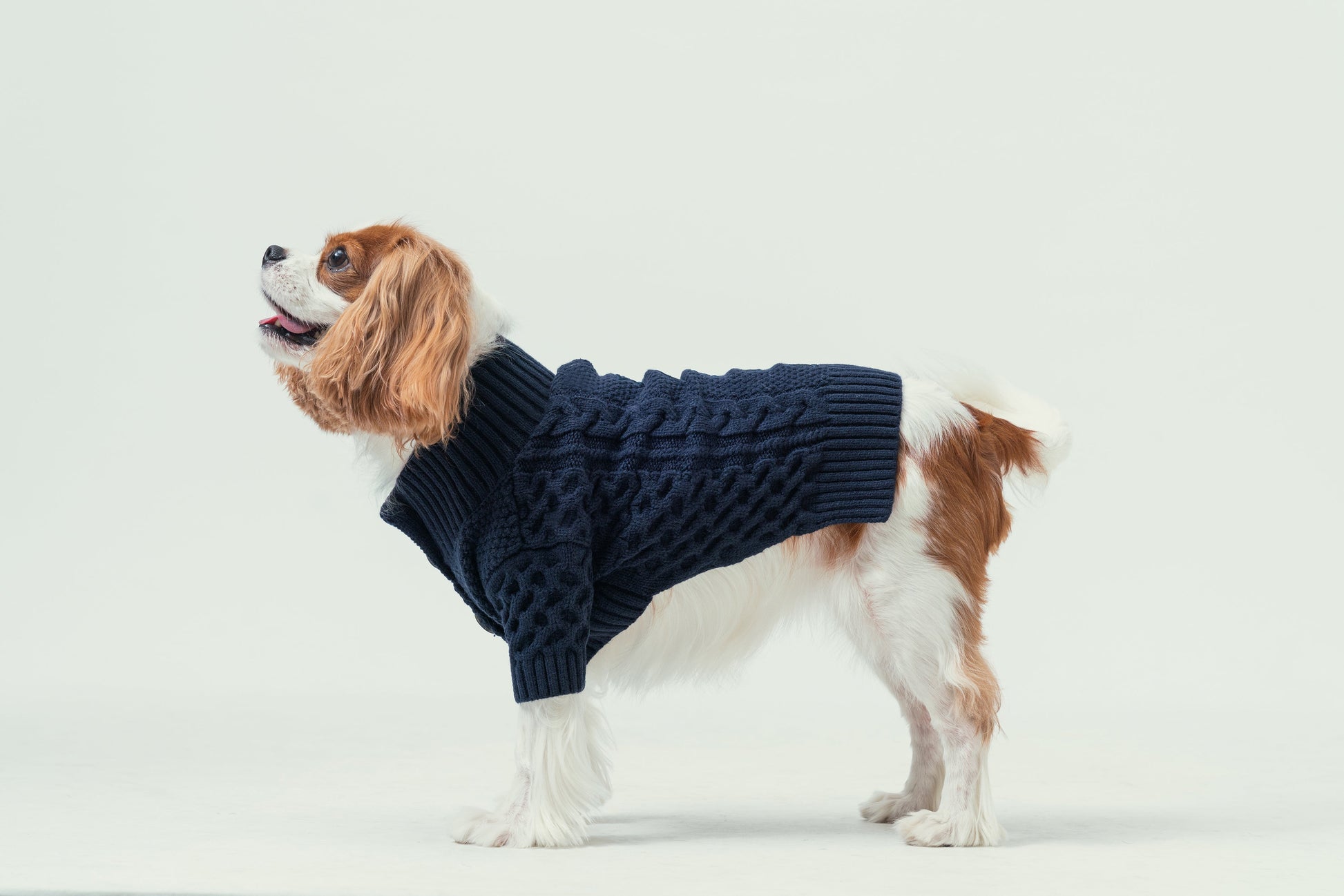 Side profile of dog wearing stylish blue v-neck cardigan for a preppy look