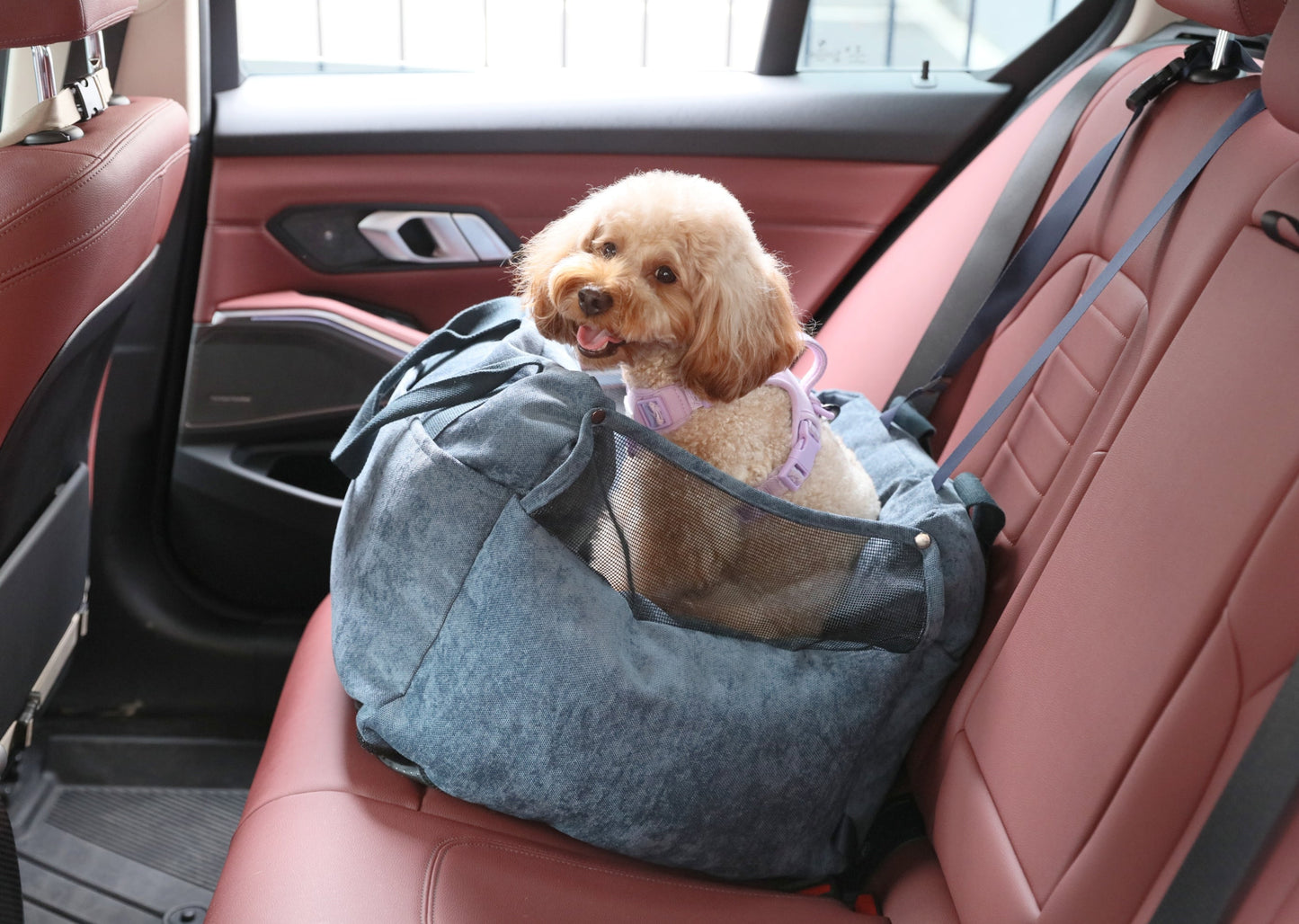 Dog sitting safely in blue car seat with secure tether attached for road trips