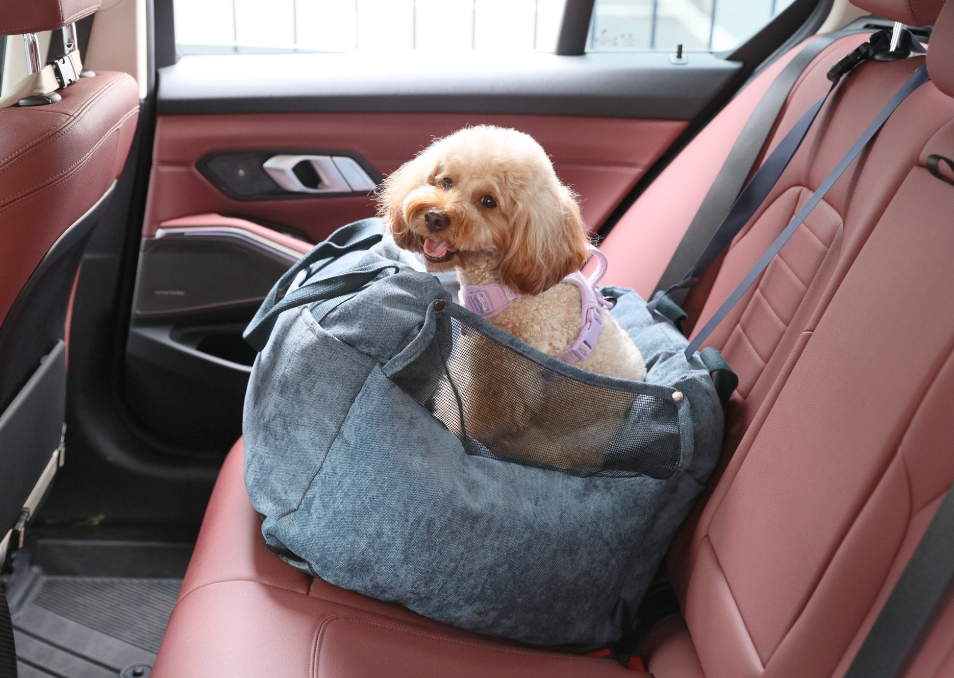 Dog sitting safely in blue car seat with secure tether attached for road trips