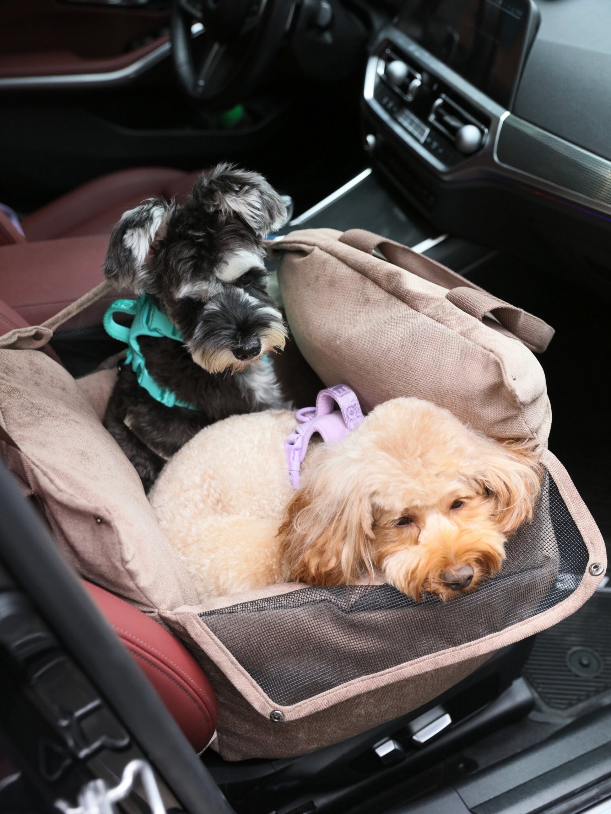 Dog sitting securely in camel car seat with safety tether attached for road trips