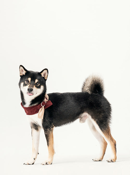 Dog modeling the stylish beige and red snap bandana accessory