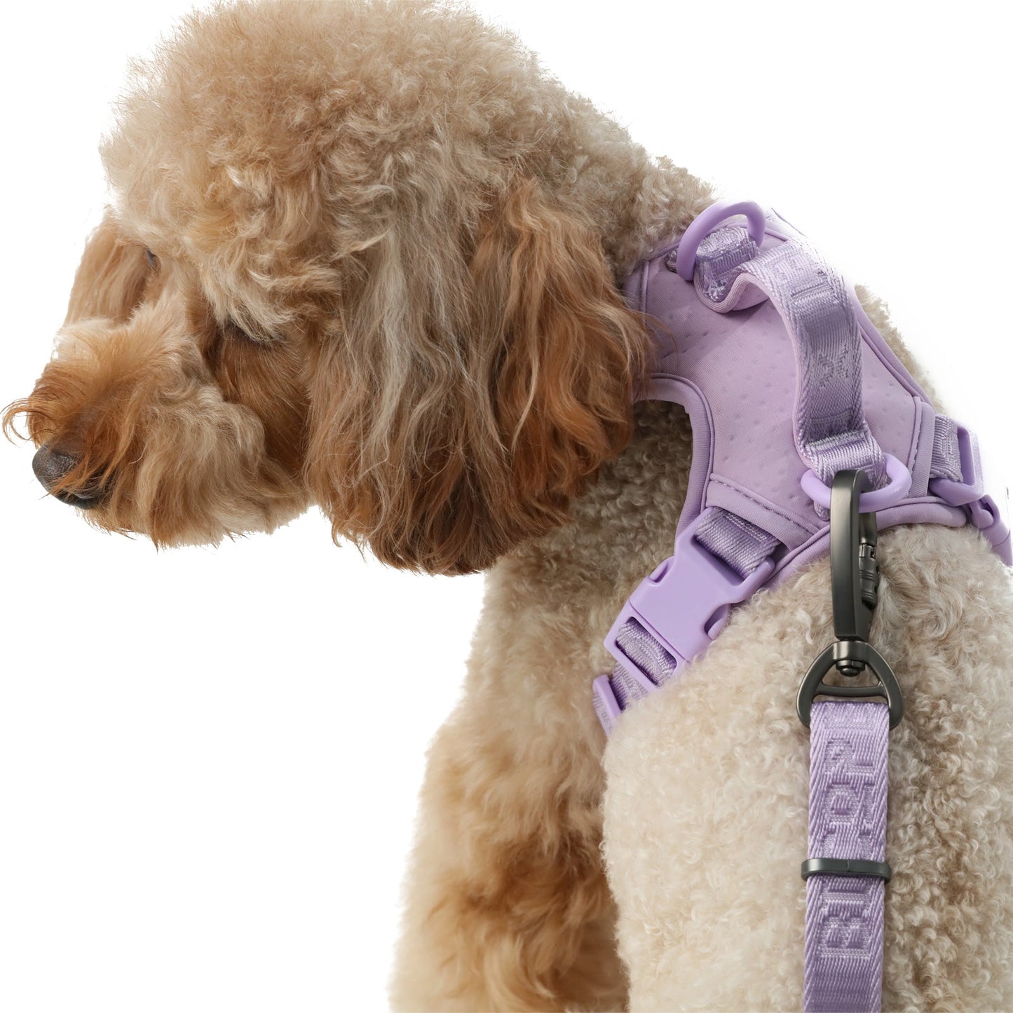 Close up of durable rounded edge buckles and anti-pull rings on the back of the purple harness