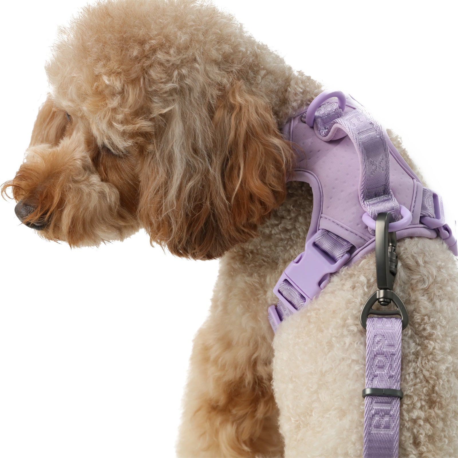 Close up of durable rounded edge buckles and anti-pull rings on the back of the purple harness