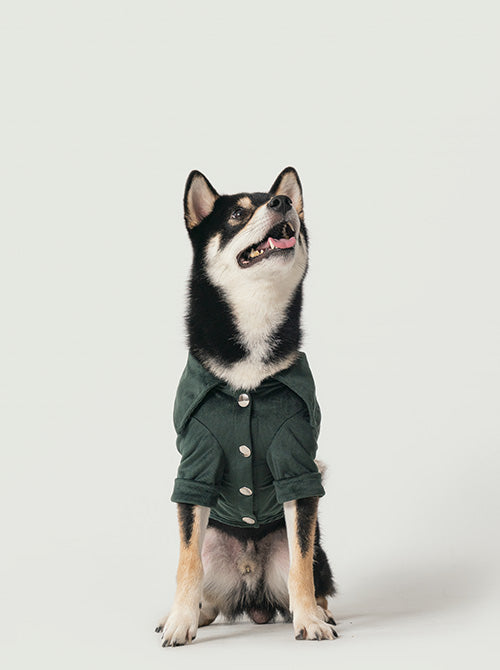 Stylish dog wearing green velvet designer shirt walking in an urban city setting.