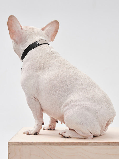Front view of PEHOM two-tone dog collar in contrasting blue and orange nylon