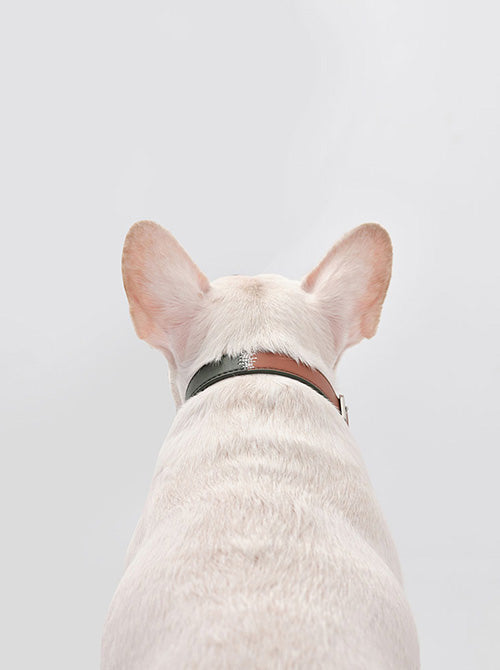 PEHOM double color dog collar in vibrant green and orange nylon