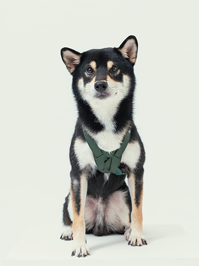 Front view of PEHOM green slow pressure dog harness with shock-absorbing foam
