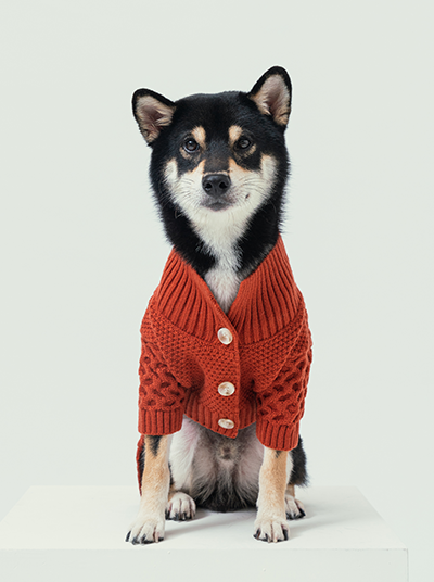 Front view of PEHOM orange knit cardigan for dogs with button closure