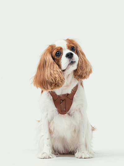 Front view of PEHOM orange slow pressure dog harness with shock-absorbing foam padding