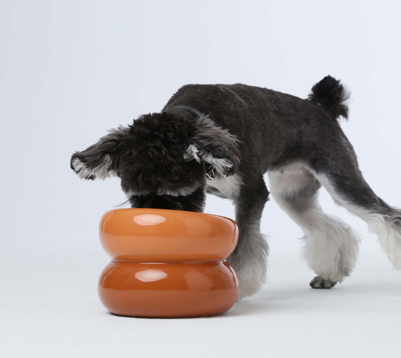 PEHOM Amber Orange Soufflé Pet Bowl with tilted opening with a dog