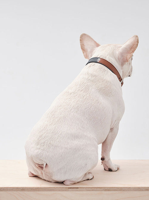 Front view of PEHOM two-tone dog collar in contrasting green and orange nylon