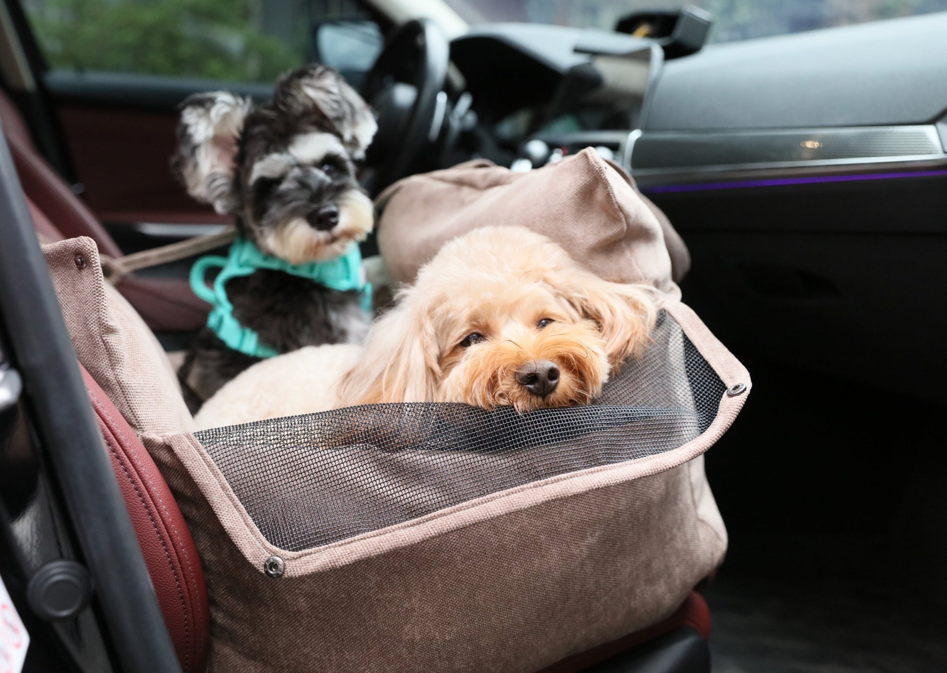 Dog sitting securely in pink car seat with safety tether attached for road trips