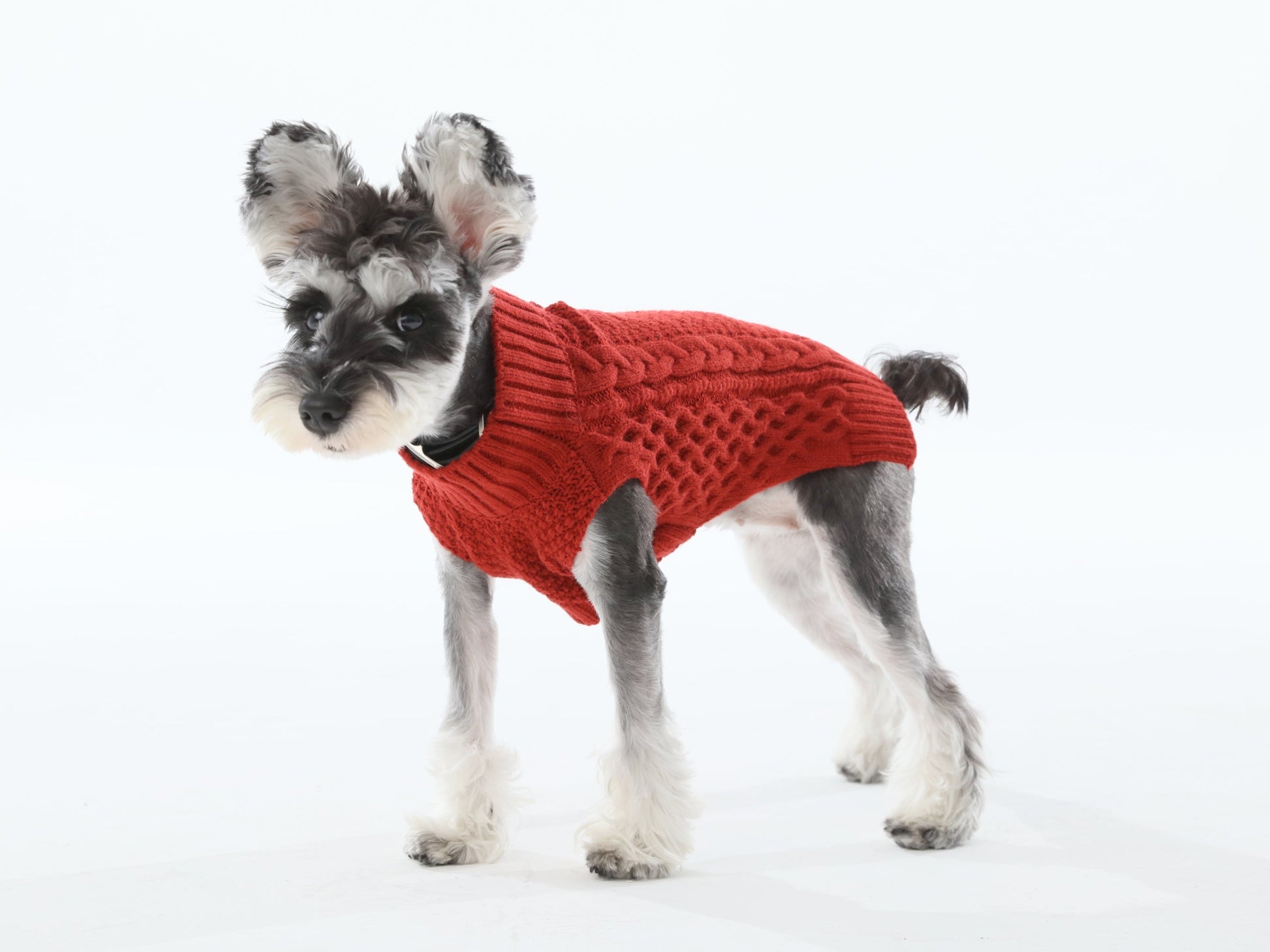 Side profile of dog wearing red sleeveless sweater vest allowing free leg movement
