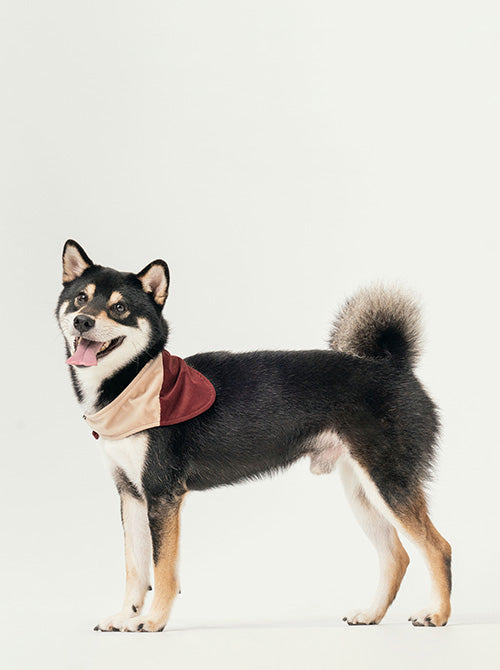 Dog wearing chic beige and red color-block bandana made of soft velvet fabric