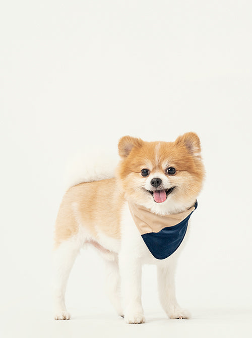 Dog wearing modern beige and blue bandana accessory