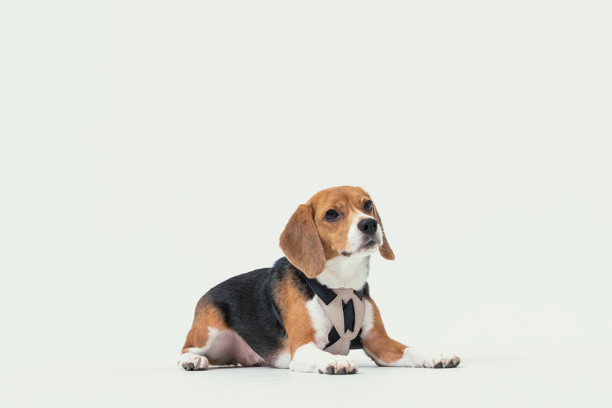 Side profile of ergonomic dog harness in classic black and beige color block design