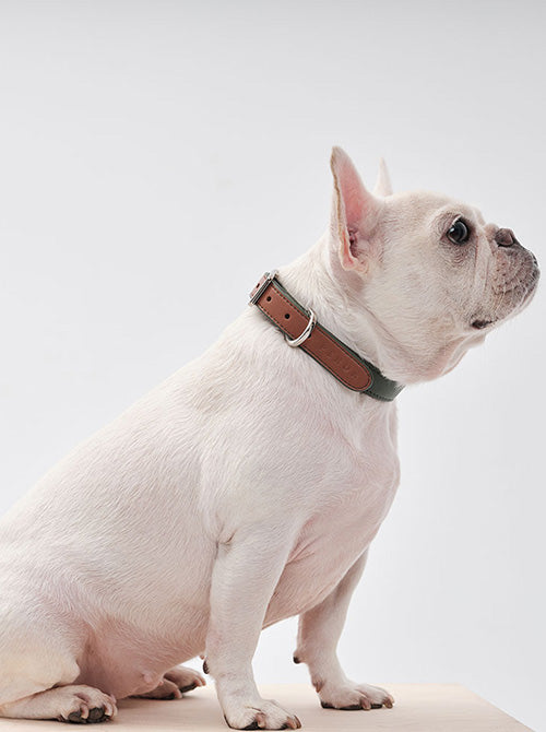 Side view showing the durable stitching and vibrant color contrast of the collar