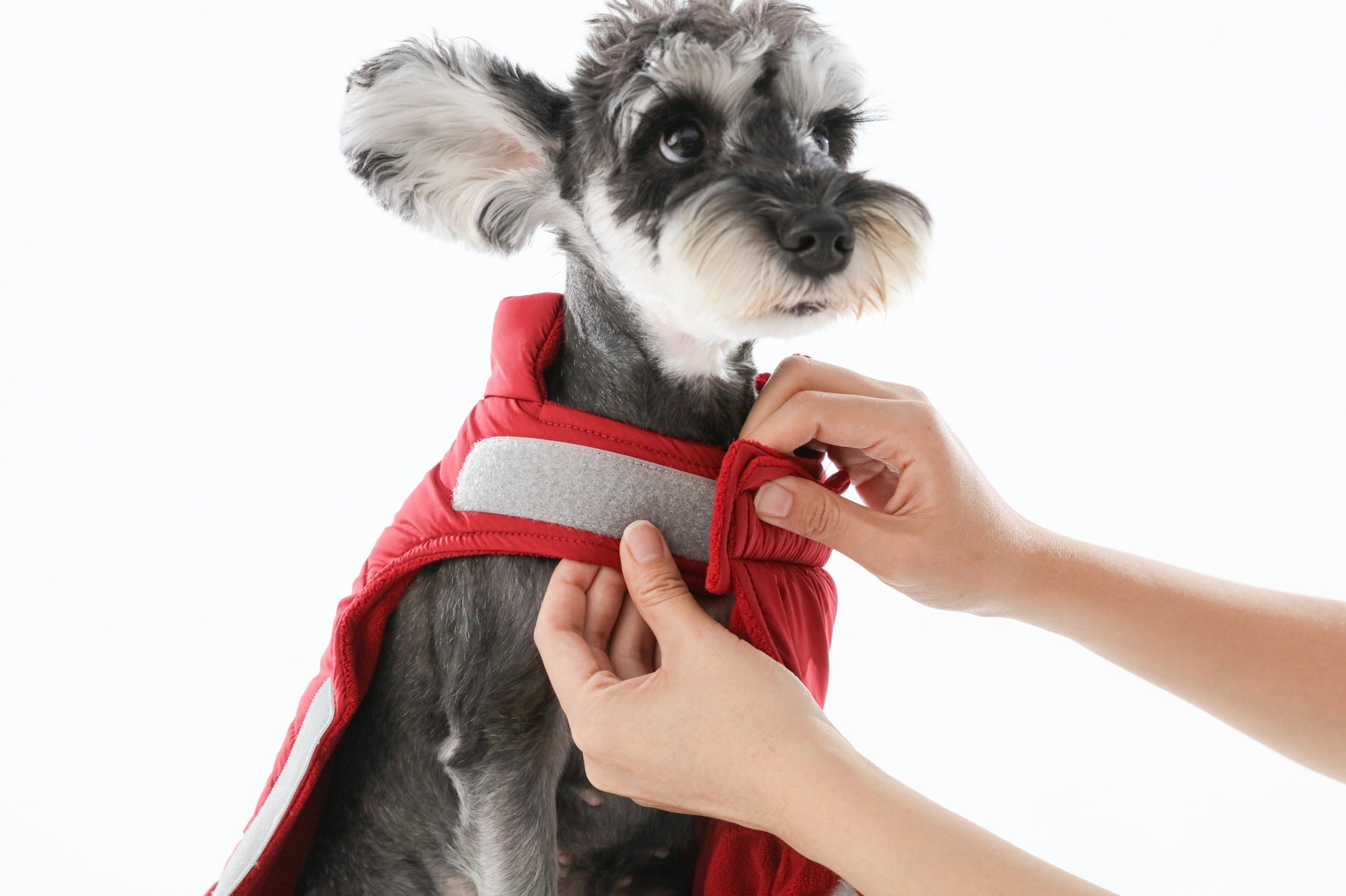 Side profile of dog wearing festive red winter vest featuring secure zipper closure